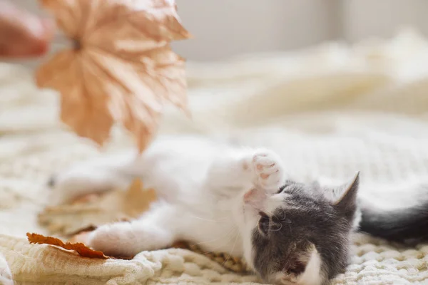 Schattig Kitten Spelen Met Herfstbladeren Zachte Deken Hand Houden Vallen — Stockfoto