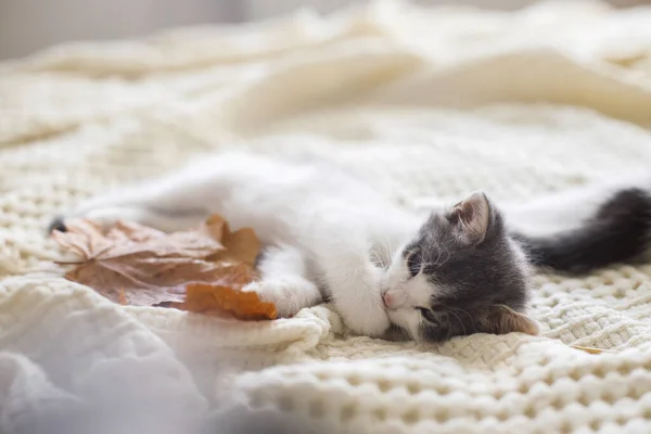 秋の愛らしい子猫のグルーミングは柔らかい毛布の上に残します 秋の居心地の良い気分 可愛い白とグレーの子猫のクリーニング足とリラックスした秋の装飾でベッドで部屋 — ストック写真