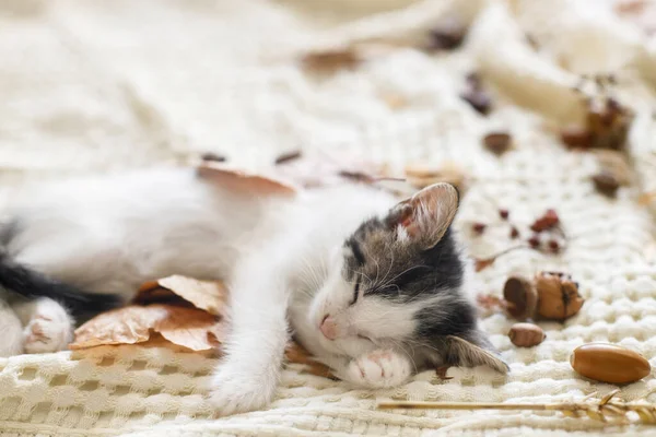 Adorable Chaton Dormant Dans Les Feuilles Automne Sur Une Couverture — Photo