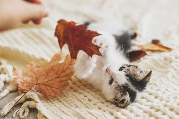 Gatinho Adorável Brincando Com Folhas Outono Cobertor Macio Mão Segurando — Fotografia de Stock