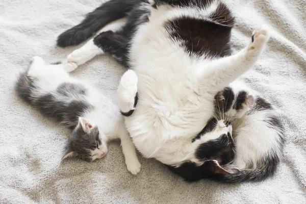 Niedliche Katze Schläft Mit Kleinen Kätzchen Auf Weichem Bett Mutter — Stockfoto