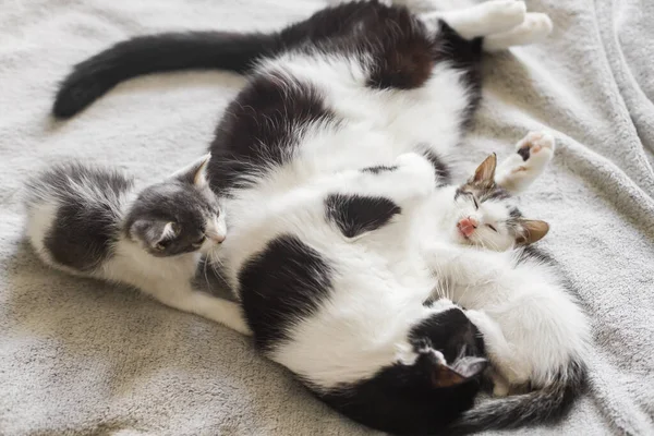 Adorable Kittens Sleeping Cat Soft Bed Cute Furry Family Mother — Stock Photo, Image