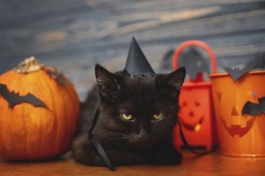 Mutlu Cadılar Bayramı. Kara kedi ve balkabağı, Jack o fener kovası ve kara tahta arka planda yarasalar. Siyah duygusal kedi yavrusu Noel süslerinde poz veriyor, cadılar bayramını evde kutluyor.