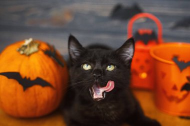 Kara kedi balkabağı, yarasa, balkabağı şeker kovası yalama. Şeker ya da şaka! Siyah kedi yavrusu tatil süslemelerinde poz veriyor, cadılar bayramını evde kutluyor.