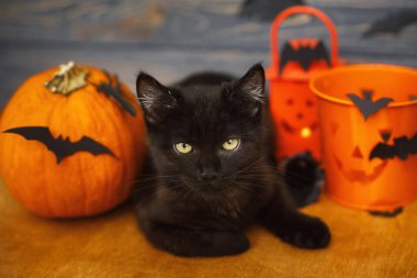 Mutlu Cadılar Bayramı. Kara kedi ve balkabağı, Jack o fener kovası ve kara tahta arka planda yarasalar. Siyah duygusal kedi yavrusu Noel süslerinde poz veriyor, cadılar bayramını evde kutluyor.