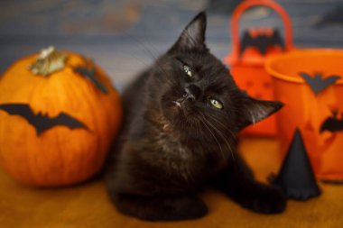 Mutlu Cadılar Bayramı. Kara hünerli kedi ve sopalı balkabağı. Siyah duygusal kedi yavrusu Noel süslerinde poz veriyor, cadılar bayramını evde kutluyor.