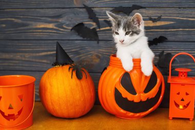 Mutlu Cadılar Bayramı! Jack O Lantern 'in arka planında oturan sevimli kedi yavrusu. Sopalı balkabağı kovası. Tatil süslemelerinde kedi pozu vermek, cadılar bayramını evde kutlamak.