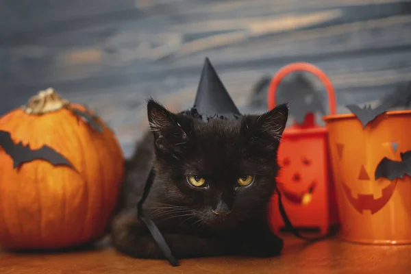 Mutlu Cadılar Bayramı Kara Kedi Balkabağı Jack Fener Kovası Kara — Stok fotoğraf