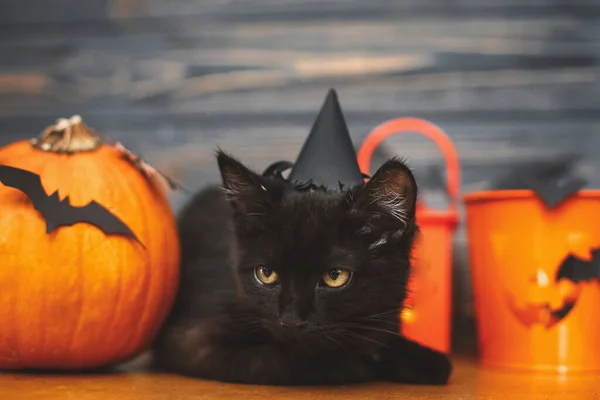 Kara Korkunç Kedi Balkabağı Jack Fener Kovası Kara Tahta Arka — Stok fotoğraf