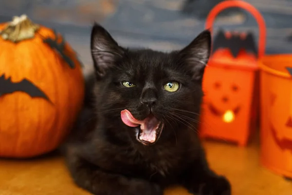 Μαύρη Γάτα Γλείφει Στο Παρασκήνιο Της Κολοκύθας Νυχτερίδες Βαλές Φανάρι — Φωτογραφία Αρχείου