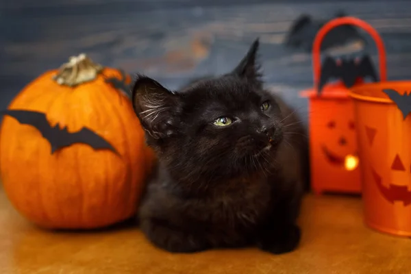 Καλό Χάλογουιν Μαύρη Γάτα Και Κολοκύθα Βαλές Φανάρι Και Νυχτερίδες — Φωτογραφία Αρχείου