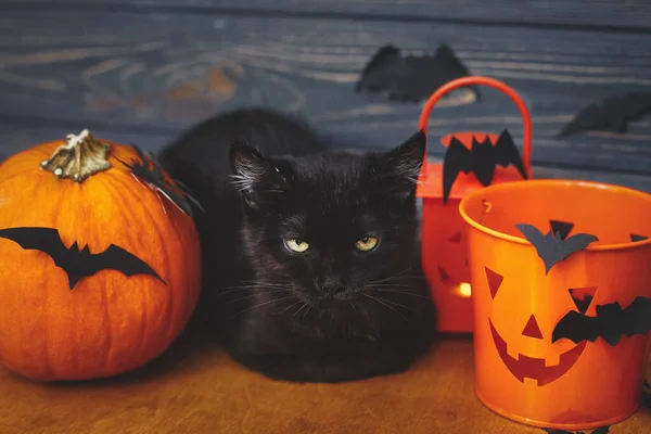 Kara Korkunç Kedi Balkabağı Jack Fener Kovası Kara Tahta Arka — Stok fotoğraf