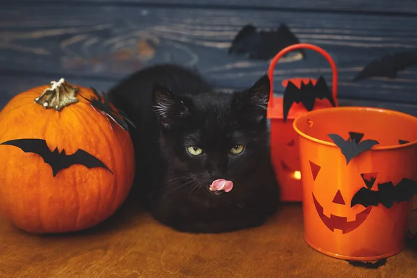 Şeker Şaka Kara Kedi Balkabağı Yarasalar Jack Fener Şeker Kovası — Stok fotoğraf