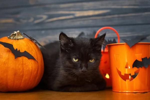 Mutlu Cadılar Bayramı Kara Kedi Balkabağı Jack Fener Kovası Kara — Stok fotoğraf