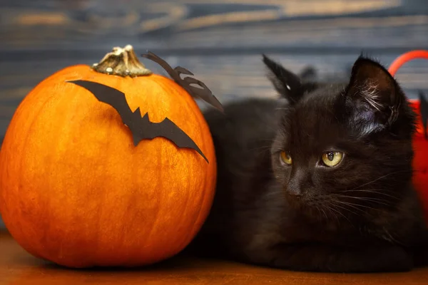 Siyah Korkunç Kedi Sopalı Balkabağı Mutlu Cadılar Bayramı Siyah Duygusal — Stok fotoğraf