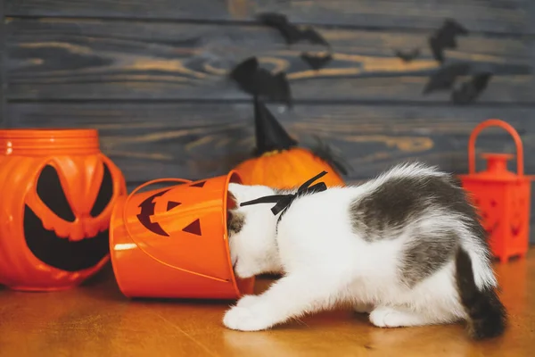 Şeker Şaka Jack Fener Kovasında Oynayan Sevimli Kedi Yavrusu Yarasalı — Stok fotoğraf