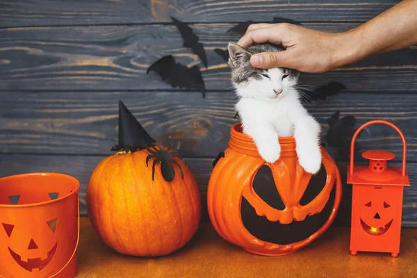 Jack Lantern Arka Planında Oturan Sevimli Kedi Yavrusu Sopalı Balkabağı — Stok fotoğraf