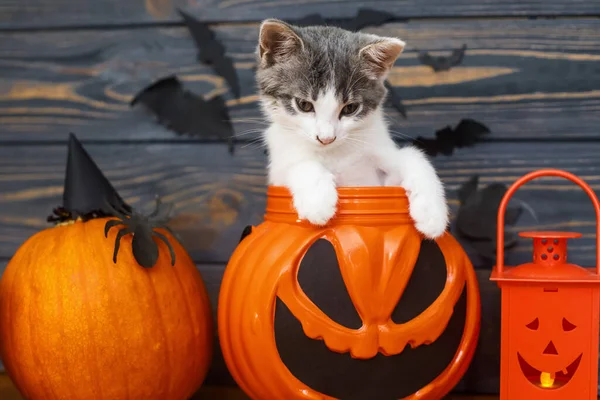 Mutlu Cadılar Bayramı Jack Lantern Arka Planında Oturan Sevimli Kedi — Stok fotoğraf