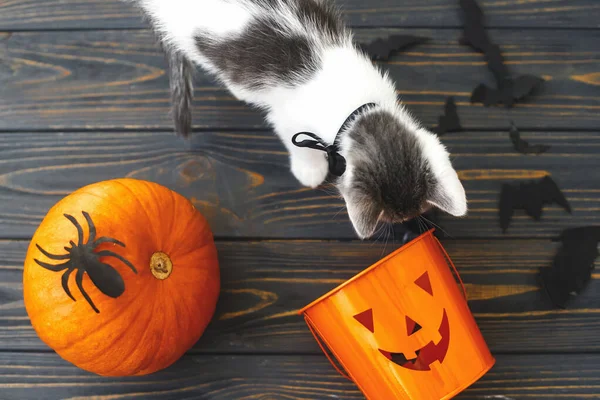 Şeker Şaka Tatlı Kedi Yavrusu Jack Fener Şeker Kovasında Oynuyor — Stok fotoğraf