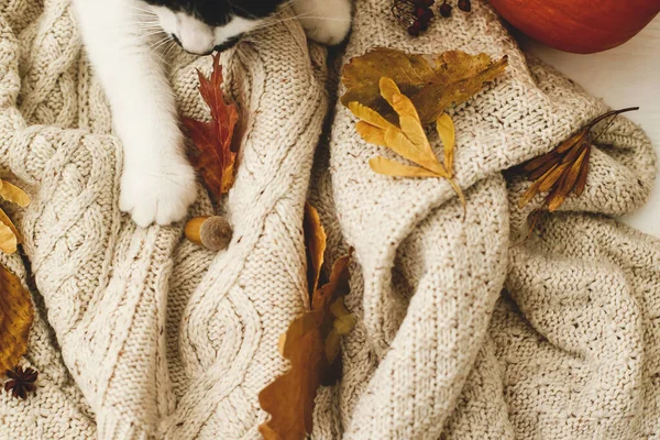 Gezellige Herfst Leuke Kat Met Herfstbladeren Ontspannen Warme Gebreide Trui — Stockfoto