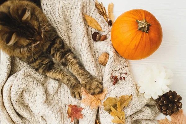 Outono Acolhedor Bonito Gato Tabby Segurando Folhas Outono Relaxante Suéter — Fotografia de Stock