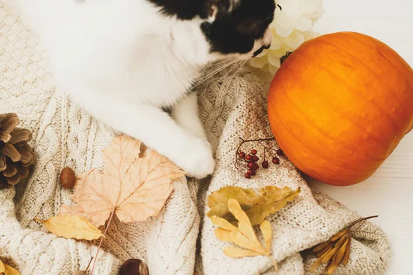 Olá Outono Gato Bonito Relaxante Camisola Malha Quente Com Abóbora — Fotografia de Stock