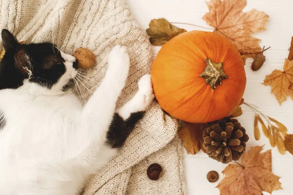 Outono Acolhedor Gato Bonito Relaxante Camisola Malha Quente Com Abóbora — Fotografia de Stock