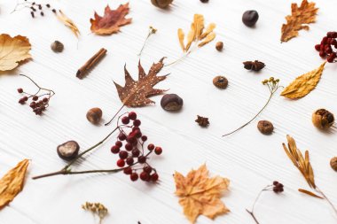 Sonbahar yaprakları, böğürtlen, meşe palamudu, ceviz, tarçın ve anason beyaz arka planda. Sonbahar deseni ve doğal orman detayları. Merhaba Fall.