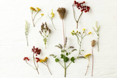 Beyaz arka planda sonbahar çiçekleri, düz yatış. Sonbahar kır çiçekleri, kır ağaçlarında otlar ve meyveler. Sonbahar baharı doğa detayları