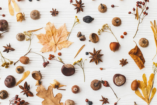 Autumn flat lay. Fall leaves, berries, acorns, nuts,anise, chestnut and flowers on white background. Autumnal pattern with nature garden details