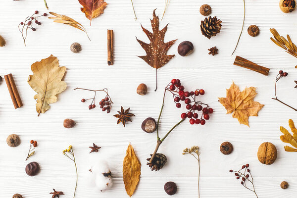 Autumn flat lay. Fall leaves, berries, acorns, walnuts, cinnamon,anise , cotton and pine cones on white background. Autumnal pattern with nature forest details