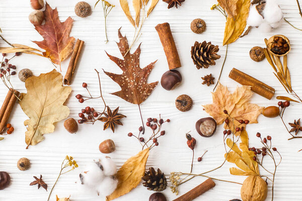 Autumnal pattern with natural forest details, flat lay. Autumn leaves, berries, acorns, walnuts, cinnamon,anise , cotton and pine cones on white background. Hello Fall
