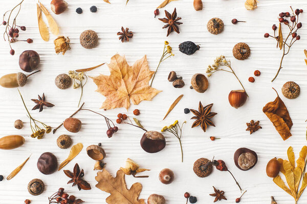 Autumn flat lay. Fall leaves, berries, acorns, nuts,anise, chestnut and flowers on white background. Autumnal pattern with nature forest details