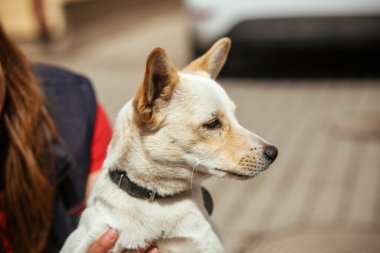 Sunny caddesinde küçük sokak köpeğini tutan gönüllü bir köpek, evsiz köpek. Sığınakta korkmuş beyaz köpeğe sarılan kişi, evlat edinme kavramı.