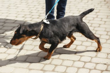 Güneşli sokakta tasmayla yürüyen Alman av teriyeri, evsiz köpek. Korkak sokak Jagdterrier 'i barınakta gezdiren gönüllü, evlat edinme kavramı.