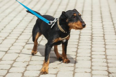 Güneşli sokakta tasmayla yürüyen Alman av teriyeri, evsiz köpek. Korkak sokak Jagdterrier 'i barınakta gezdiren gönüllü, evlat edinme kavramı.