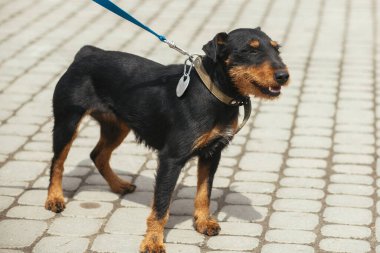 Evlatlık edinme konsepti olan mutlu Jagdterrier 'le gezen gönüllü. Güneşli sokakta tasmalı yürüyen Alman av teriyeri, evsiz köpek..