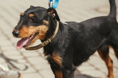 Güneşli sokakta Alman av teriyeri portresi, evsiz köpek. Korkak sokak Jagdterrier 'i barınakta gezdiren gönüllü, evlat edinme kavramı.