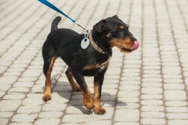 Evlatlık edinme konsepti olan mutlu Jagdterrier 'le gezen gönüllü. Güneşli sokakta tasmalı yürüyen Alman av teriyeri, evsiz köpek..