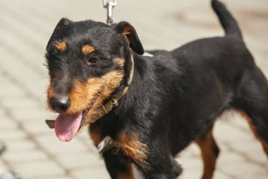 Korkak başıboş Jagdterrier ile barınakta gönüllü dolaşmak, evlat edinme kavramı. Güneşli sokakta Alman av teriyeri portresi, evsiz köpek.