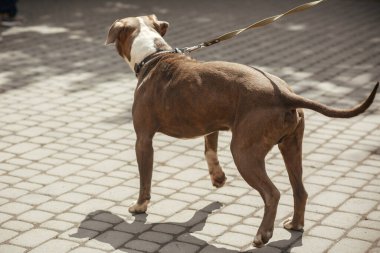 Sunny Street 'te üzgün pitbull portresi, evsiz köpek. Korkak sokak köpeğiyle yürüyen gönüllü barınakta melez pitbull, evlat edinme konsepti.