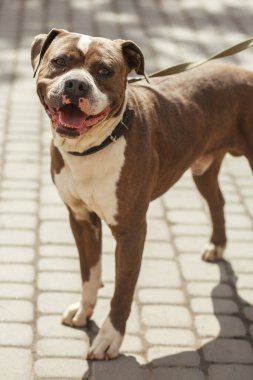 Sunny Street 'te mutlu pitbull portresi, evsiz köpek. Evlatlık edinme kavramında, barınakta pozitif sokak köpeğiyle yürüyen gönüllü.