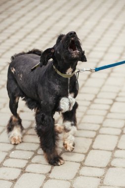Güneşli sokakta korkmuş yaşlı köpek portresi, evsiz köpek. Evlatlık edinme konsepti olan, üzgün, başıboş, siyah bir köpekle gezen gönüllü.