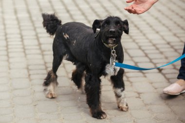 Güneşli sokakta korkmuş yaşlı köpek portresi, evsiz köpek. Evlatlık edinme konsepti olan, üzgün, başıboş, siyah bir köpekle gezen gönüllü.