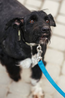 Güneşli sokakta korkmuş yaşlı köpek portresi, evsiz köpek. Evlatlık edinme konsepti olan, üzgün, başıboş, siyah bir köpekle gezen gönüllü.