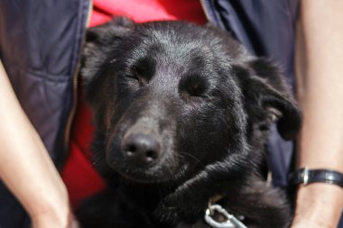 Sunny Caddesi 'nde sevimli köpeğe sarılan evsiz köpek. Barınakta gezen ve gezen gönüllü siyah köpek, evlat edinme kavramı.