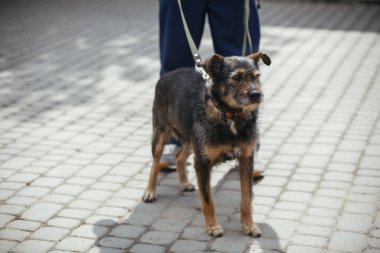 Sunny caddesinde tüylü yaşlı bir köpekle yürüyen evsiz bir köpek. Barınakta gezen ve gezen gönüllü kahverengi köpek, evlat edinme konsepti.