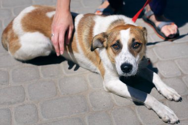 Gönüllü olarak barınakta başıboş üzgün bir köpeği okşuyor, evlat edinme kavramı. Şirin, korkmuş kahverengi ve beyaz köpek portresi güneşli sokakta, evsiz köpek yürüyüşü.