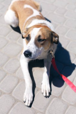 Güneşli caddede sevimli, korkmuş kahverengi ve beyaz köpek portresi, yürüyüşe çıkmış evsiz köpek resmi. Başıboş üzgün bir köpekle barınakta gönüllü dolaşmak, evlat edinme kavramı. Şirin büyük köpek.
