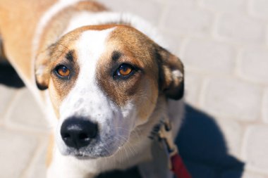 Güneşli caddede sevimli, korkmuş kahverengi ve beyaz köpek portresi, yürüyüşe çıkmış evsiz köpek resmi. Başıboş üzgün bir köpekle barınakta gönüllü dolaşmak, evlat edinme kavramı. Şirin büyük köpek.